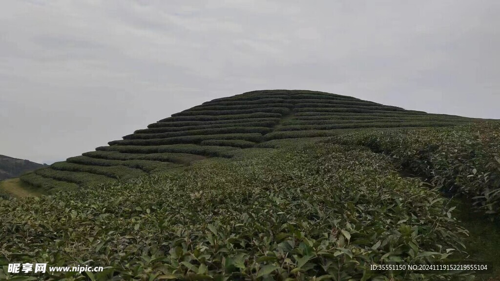 福鼎白茶 茶园风光