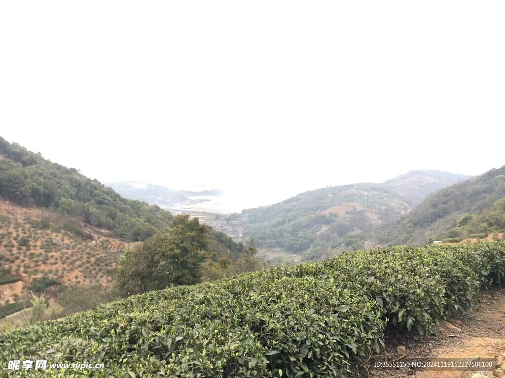 福鼎白茶 茶园风光