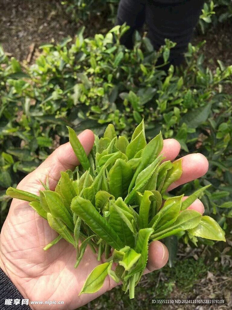 福鼎白茶茶园风光