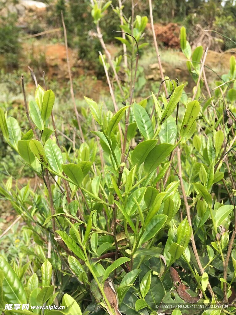 福鼎白茶茶园风光