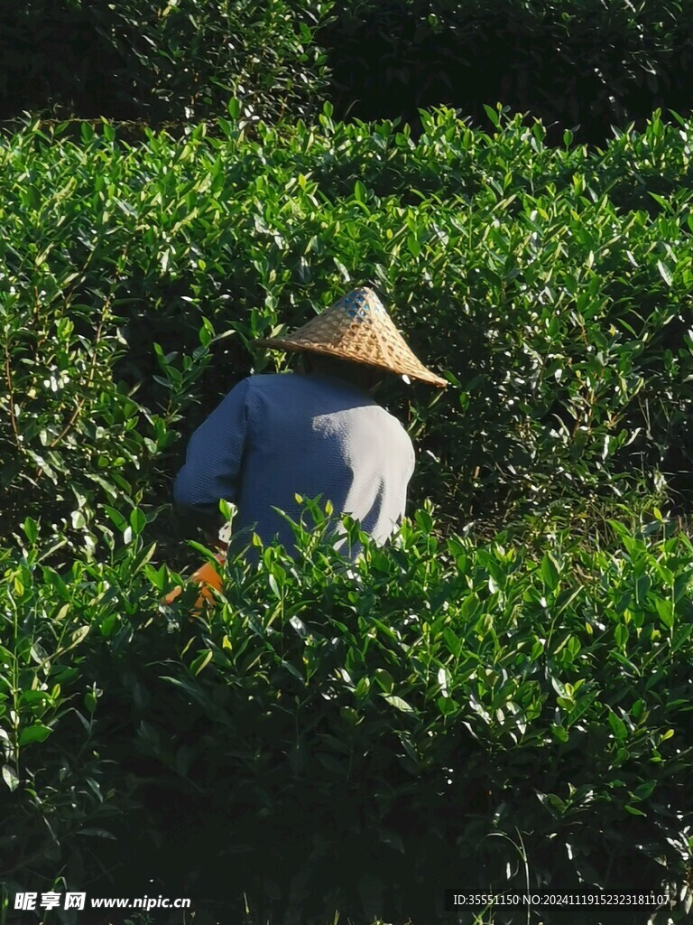 福鼎白茶采收