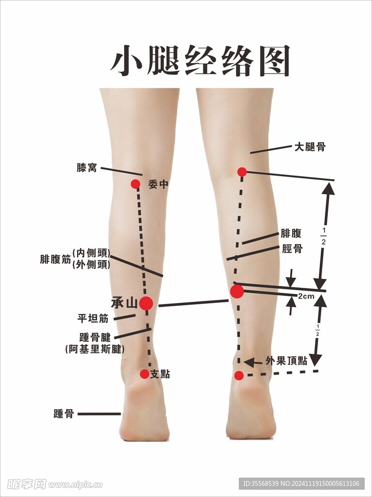 小腿经络图