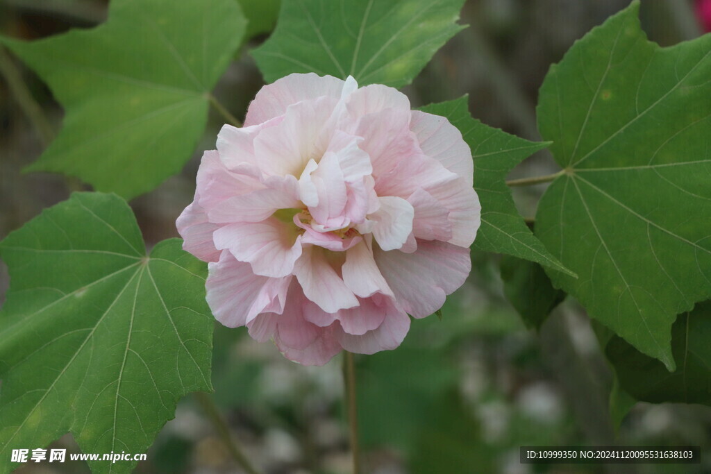 木芙蓉