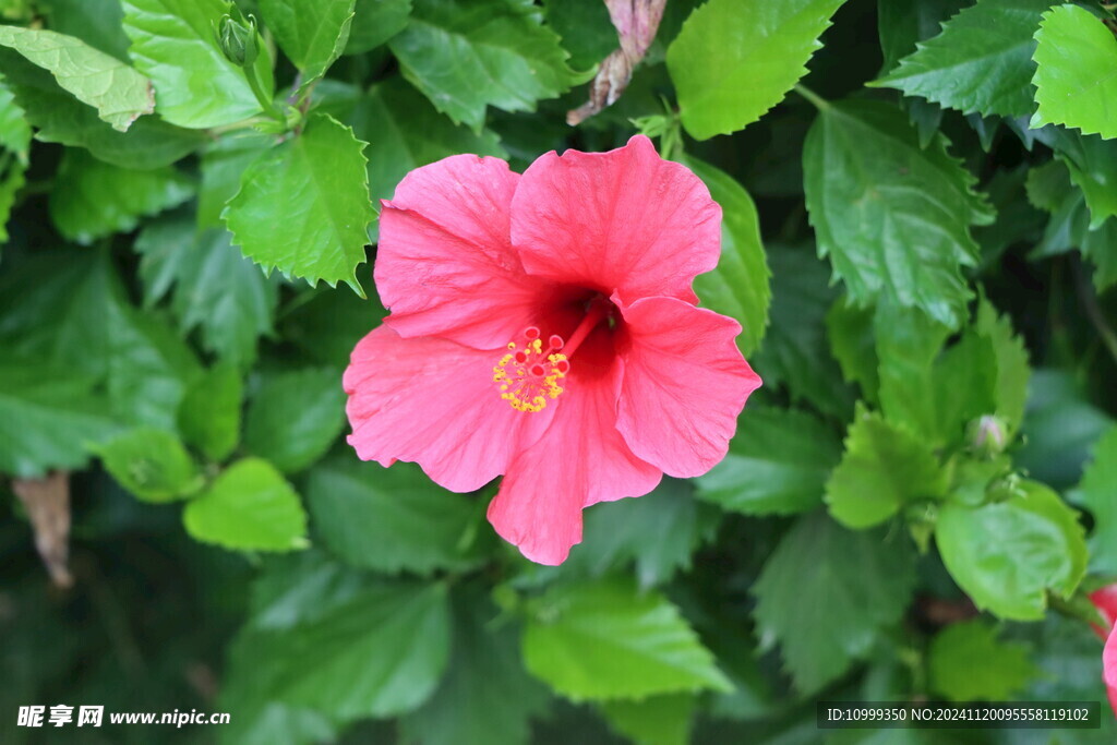 扶桑花