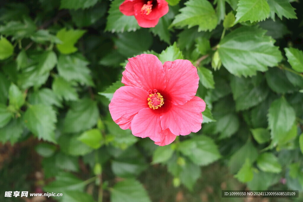 扶桑花