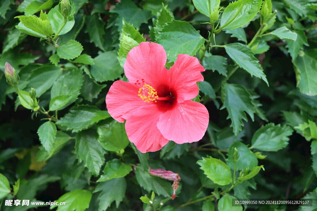 扶桑花