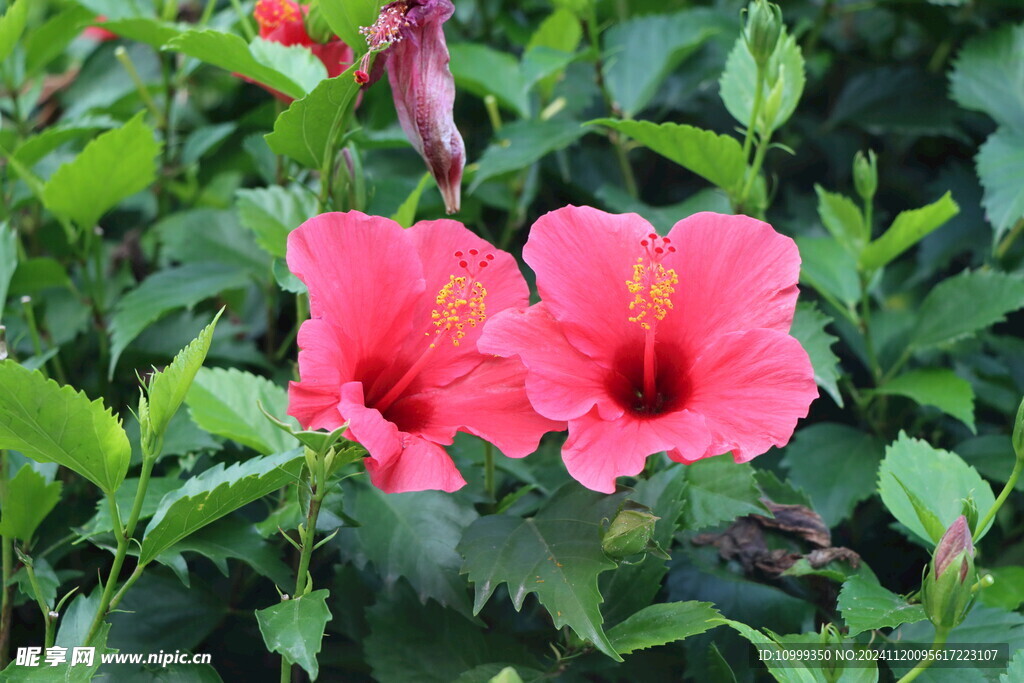 扶桑花