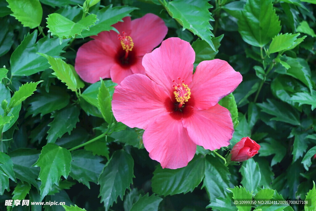 扶桑花