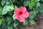 扶桑花