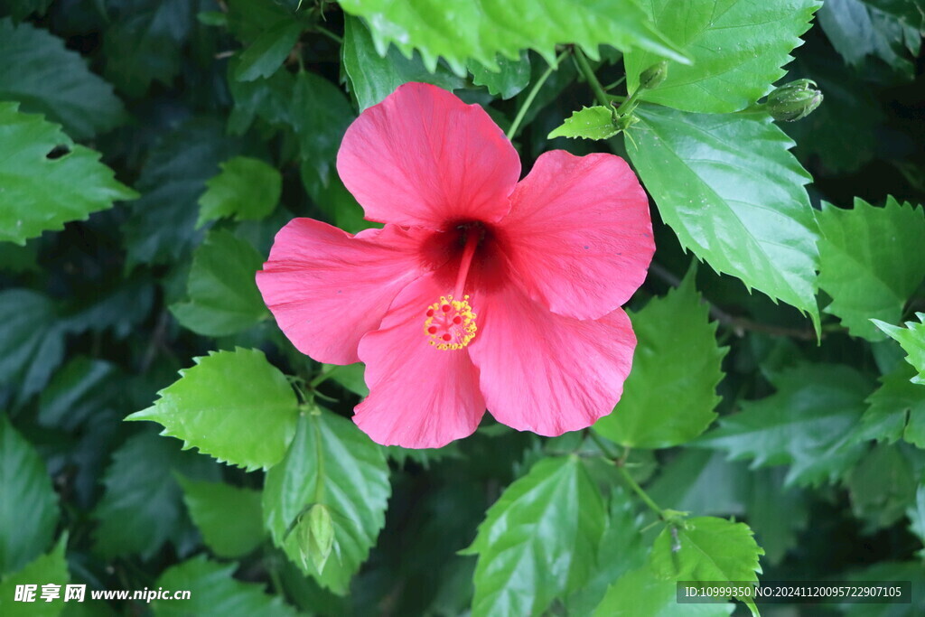 扶桑花