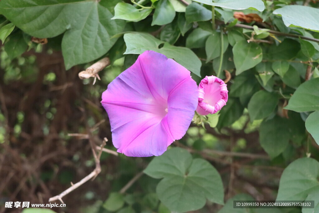 牵牛花