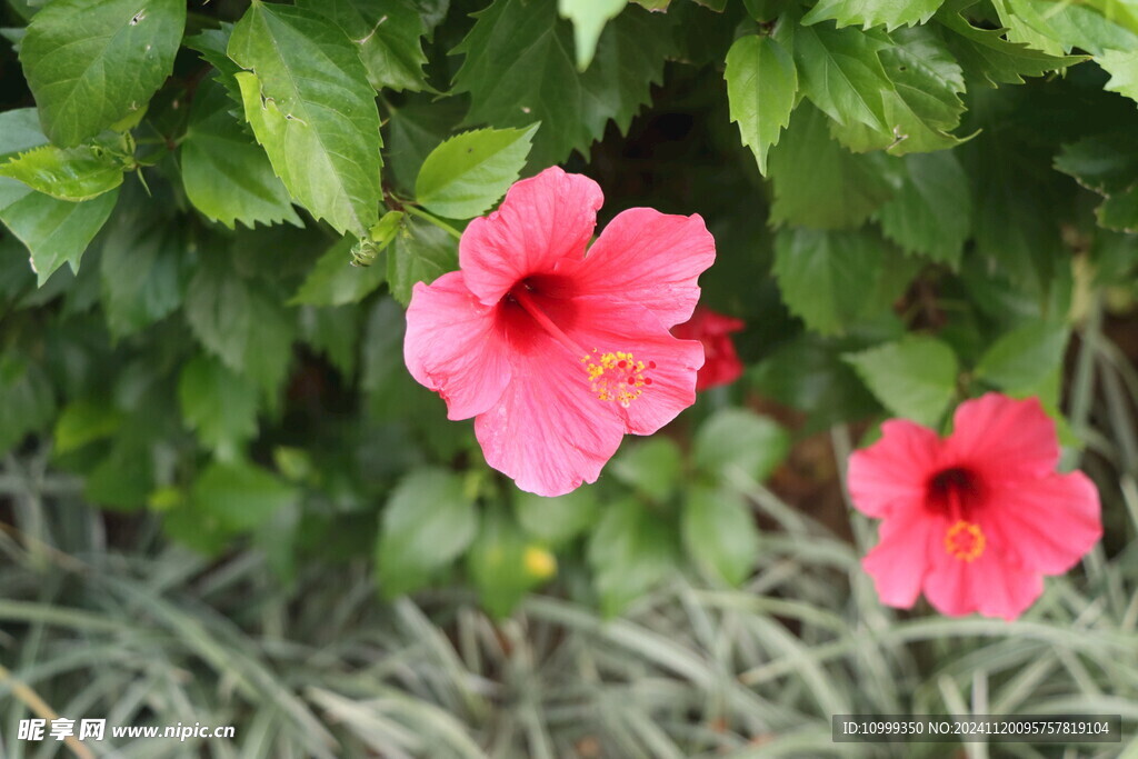 扶桑花