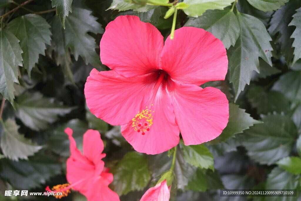 扶桑花