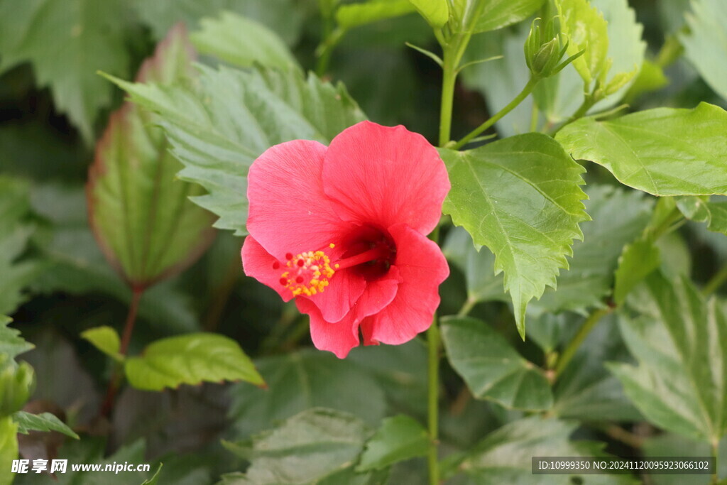 扶桑花