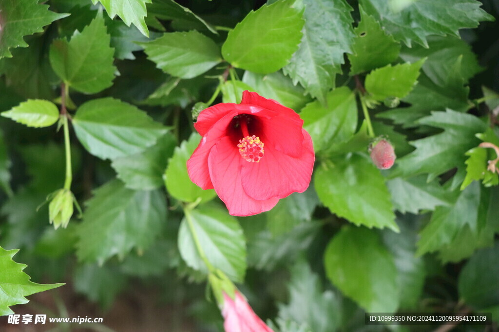 扶桑花 