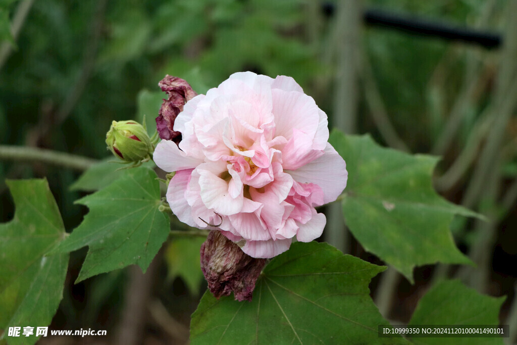 木芙蓉花