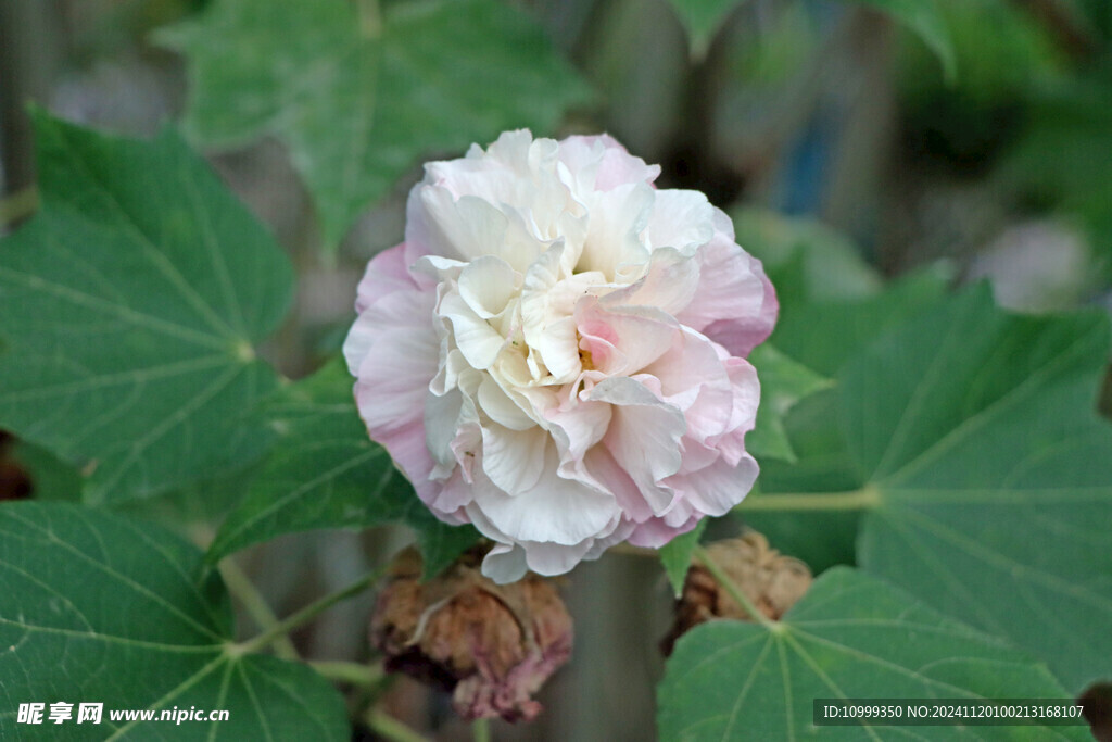 木芙蓉 