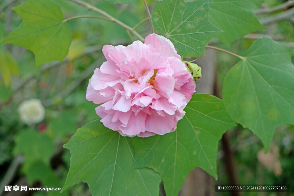 木芙蓉 