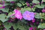 牵牛花