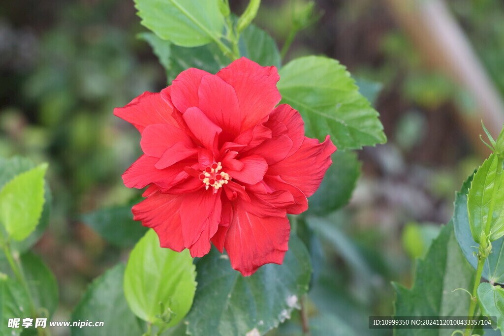 扶桑花