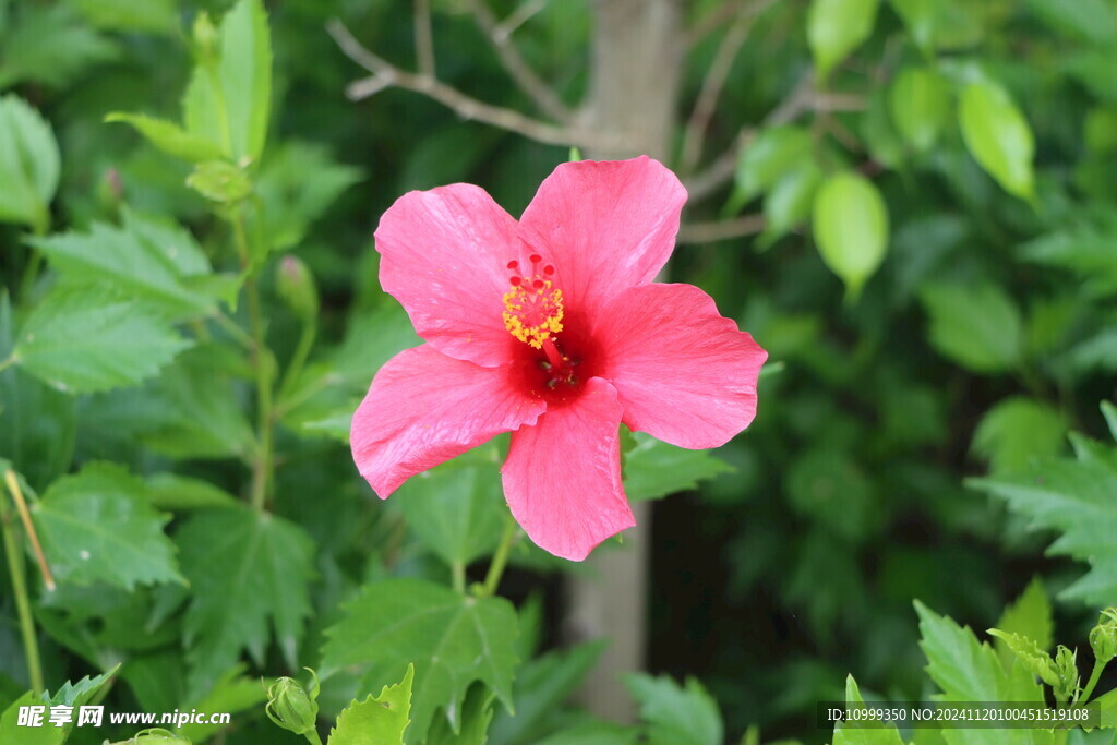 扶桑花