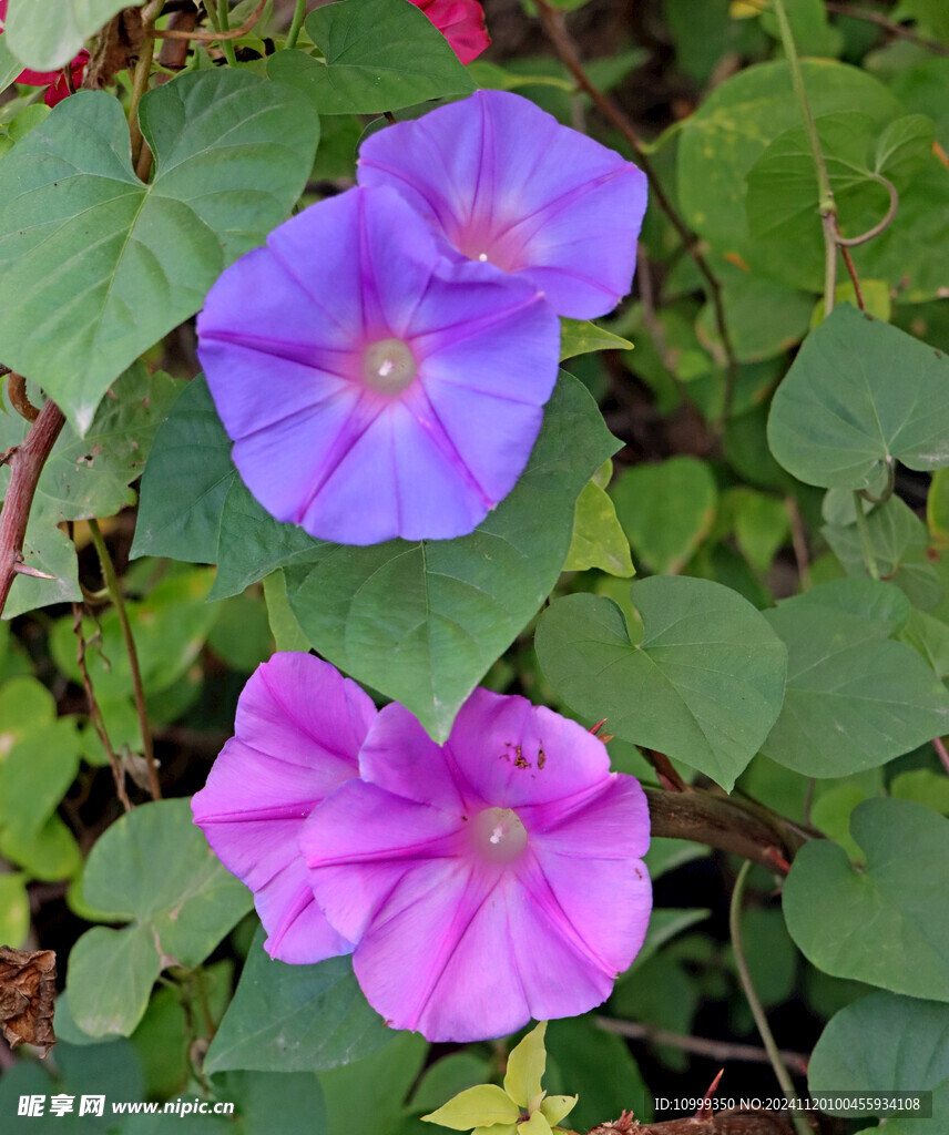牵牛花