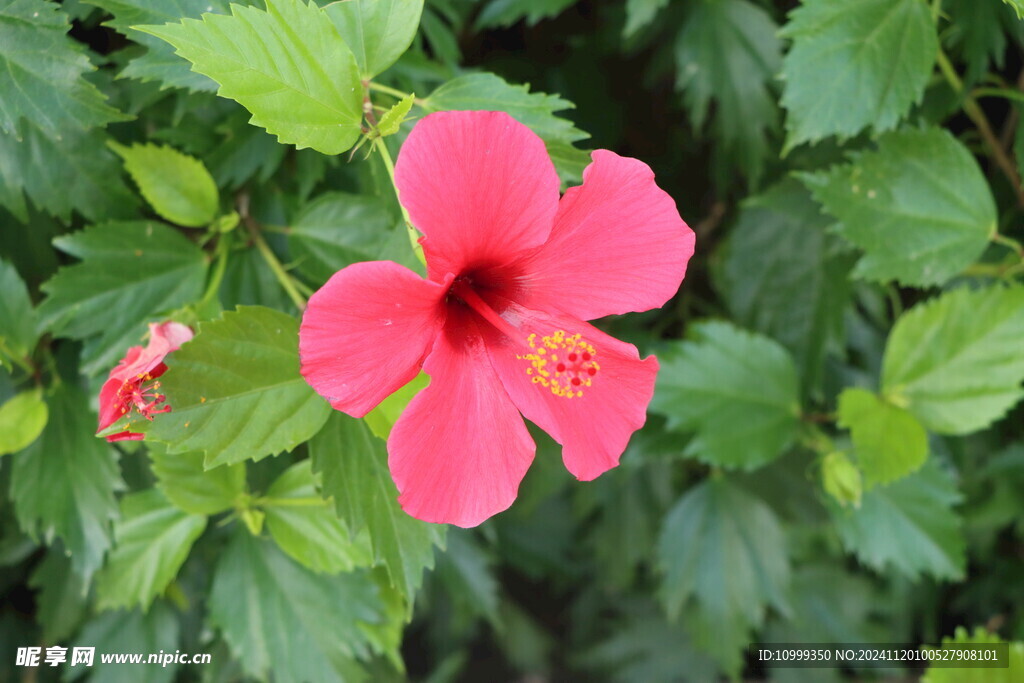 扶桑花