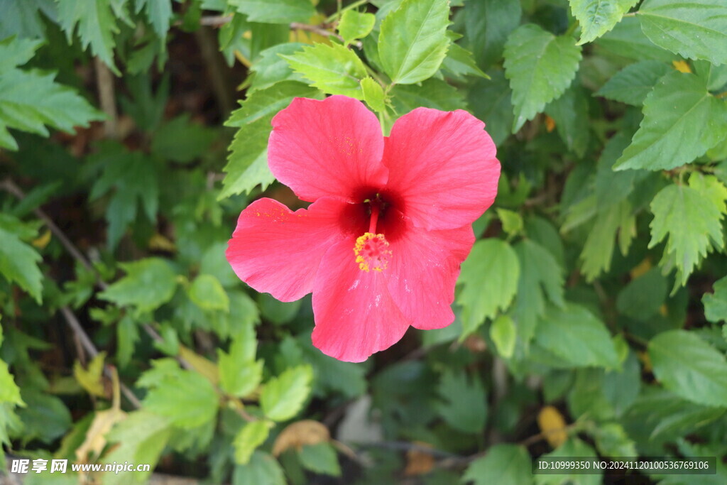 扶桑花