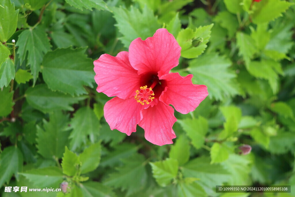 扶桑花