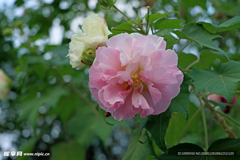 木芙蓉