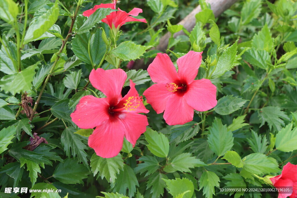 扶桑花