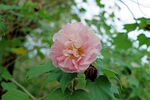 木芙蓉