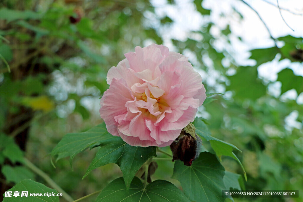 木芙蓉