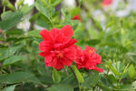 扶桑花