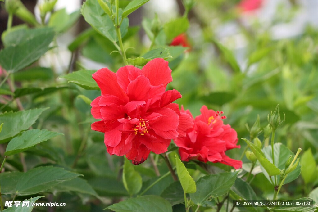 扶桑花