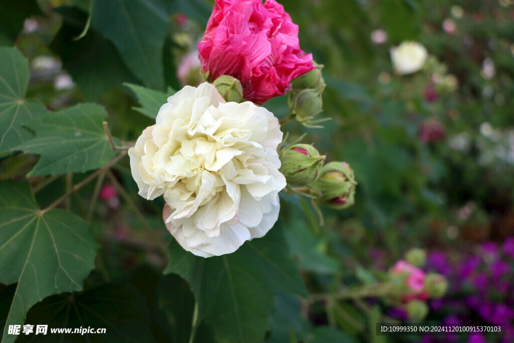 白色木芙蓉花