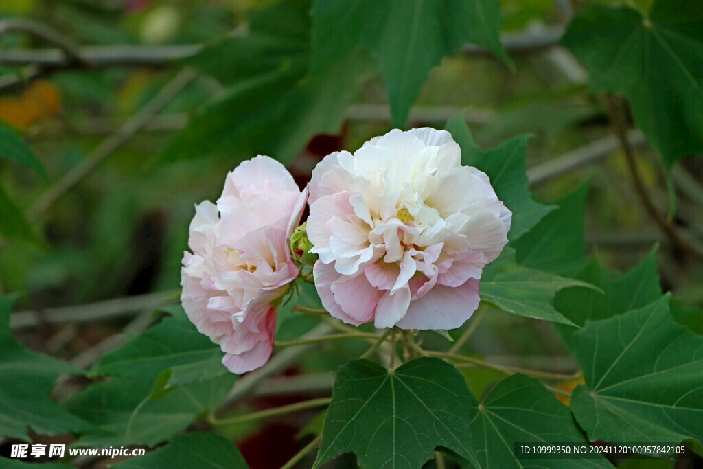 木芙蓉