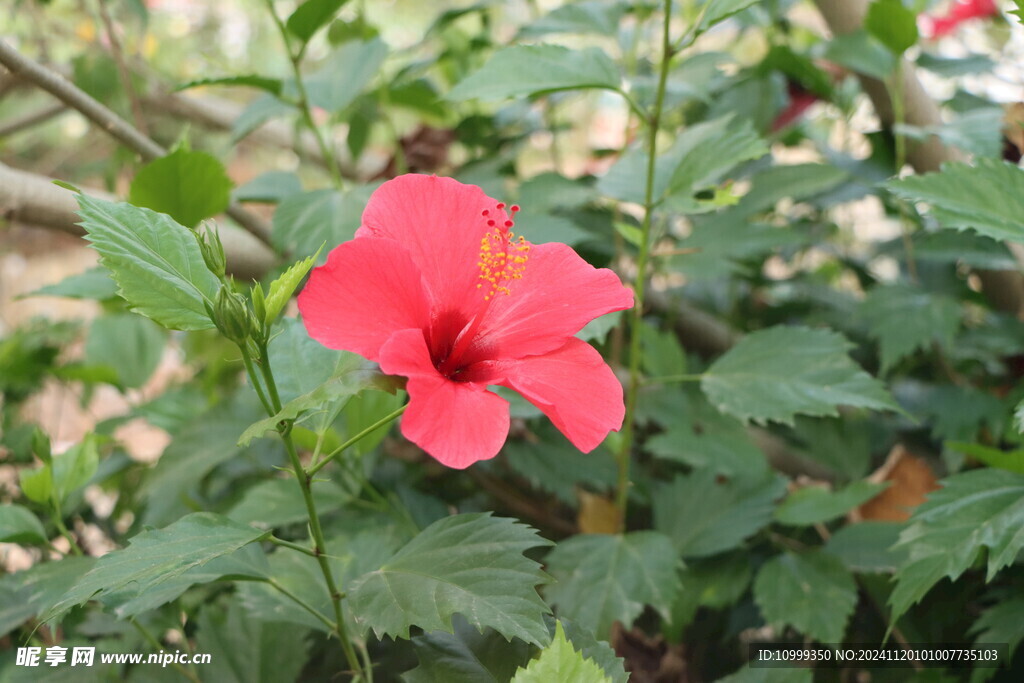 扶桑花