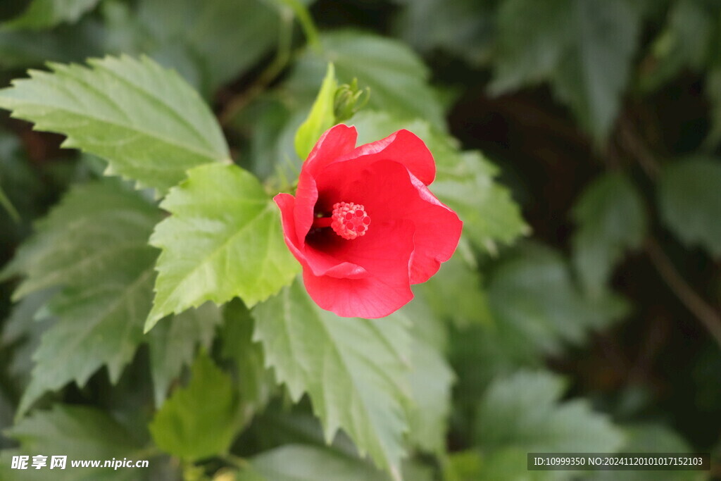 扶桑花