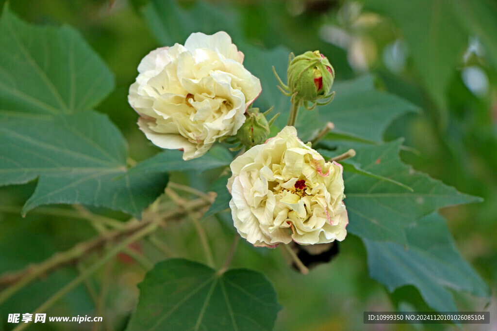 白色木芙蓉花