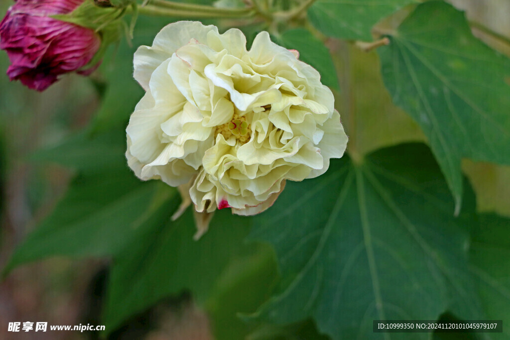 白色木芙蓉花