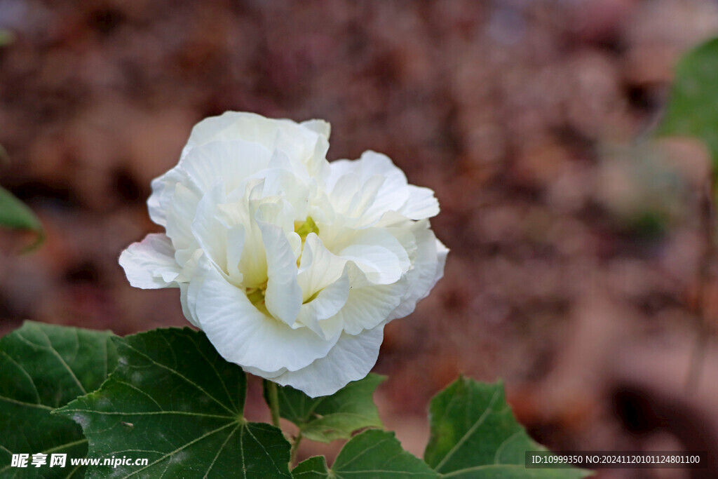 木芙蓉