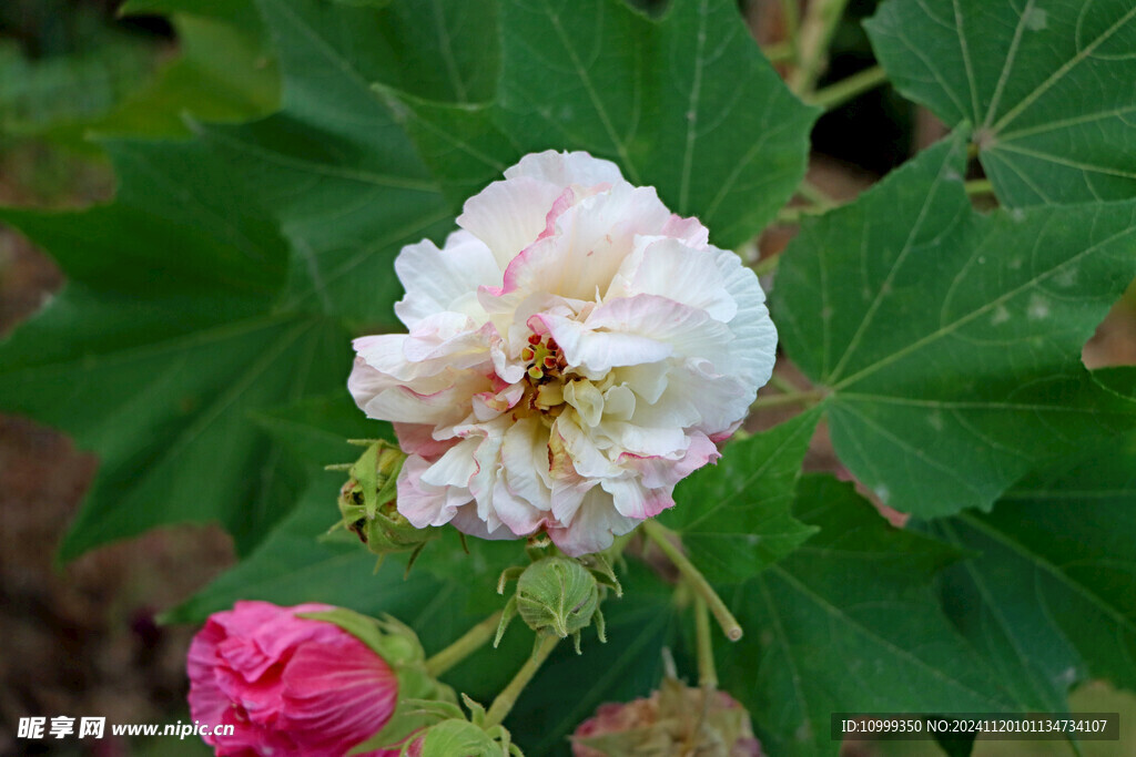 白色木芙蓉花