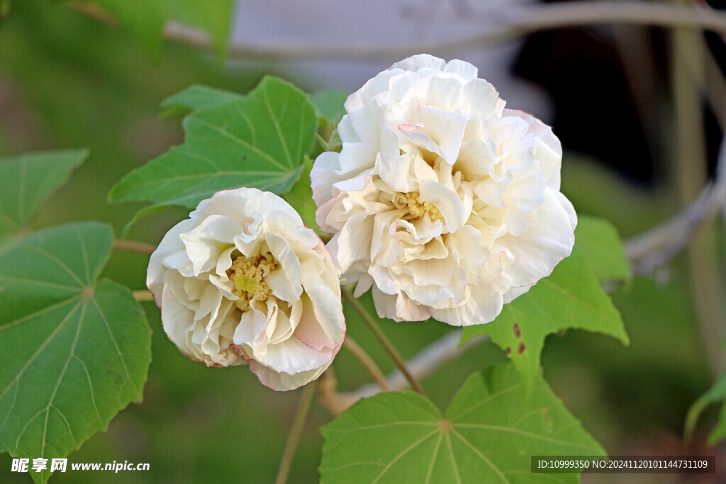 白色木芙蓉花