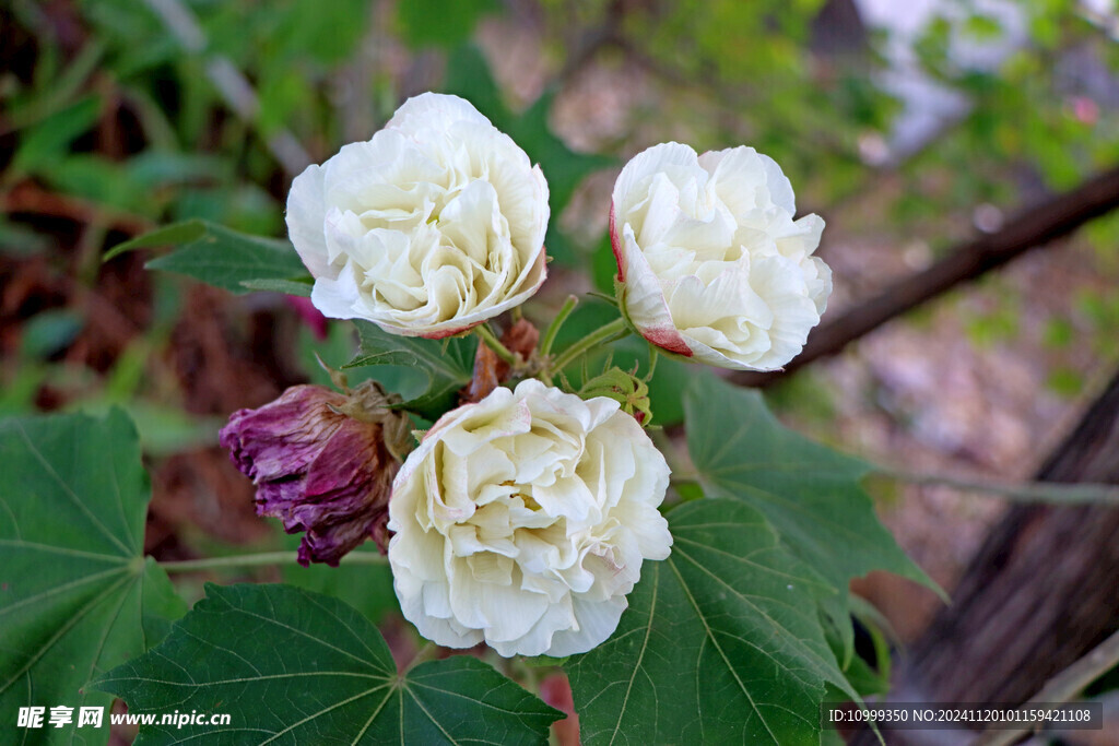 白色木芙蓉花