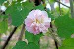 木芙蓉
