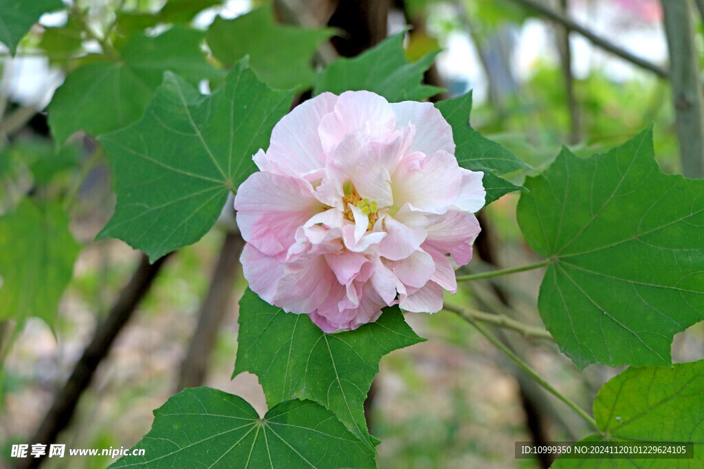 木芙蓉