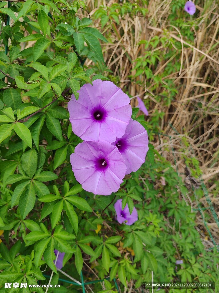 牵牛花