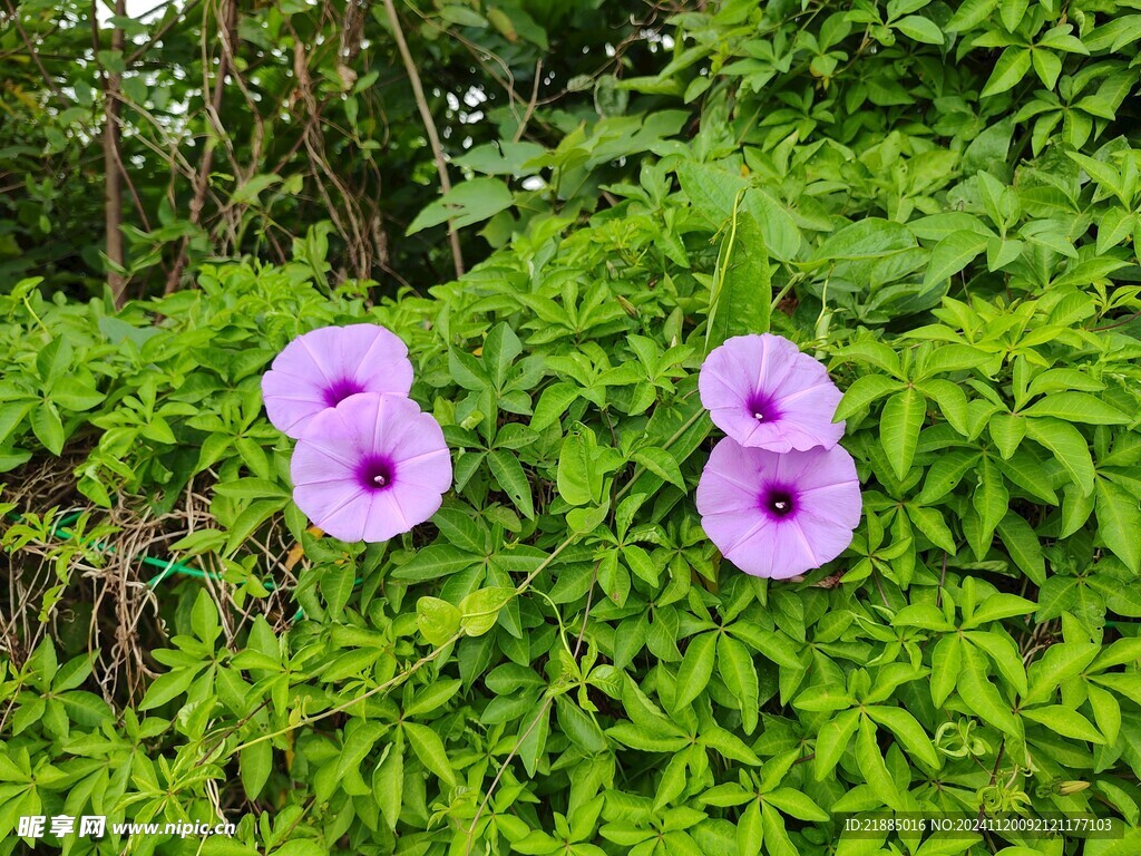 牵牛花