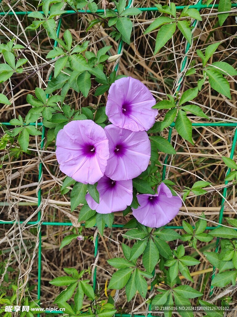 牵牛花